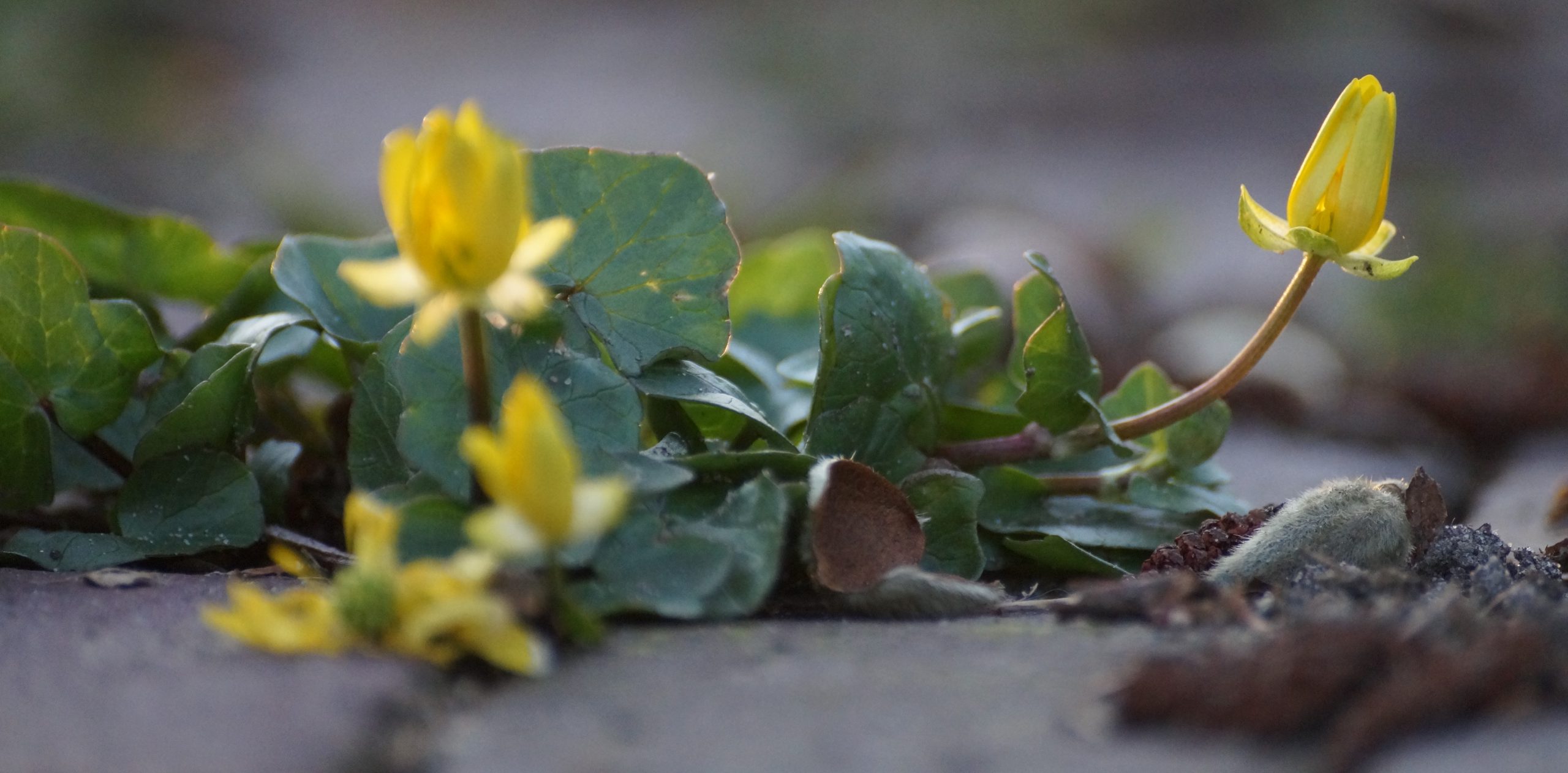 Kleine gele bloemetjes komen uit de knop